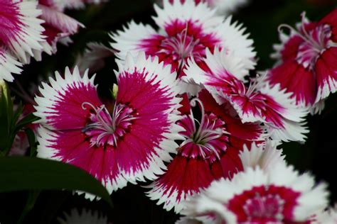 Taming the Wild: Tips and Tricks for Cultivating Burning Witch Dianthus in Domestic Gardens